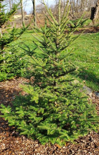 Growing Tips: Choosing a Christmas tree